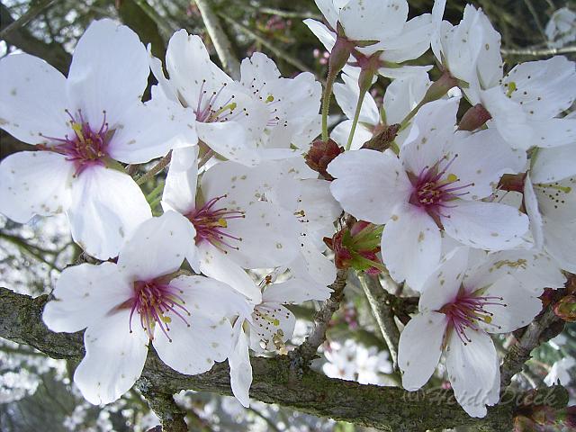 Prunus subhirtella var pendula.JPG - Unicode